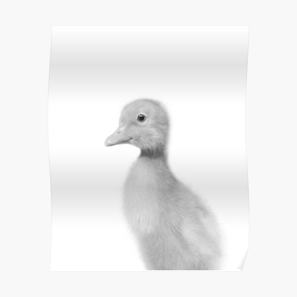 Duckling Posters Redbubble