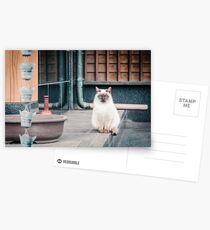 Katze, Aso, Tempel Postkarten