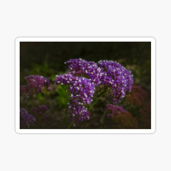 Statice (Limonium) Sticker