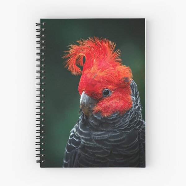 Item preview, Gang-gang Cockatoo, portrait designed and sold by theleastone.