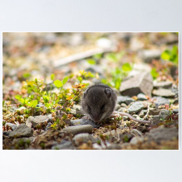 Item preview, Baby Deer Mouse designed and sold by TaylorKorynn.