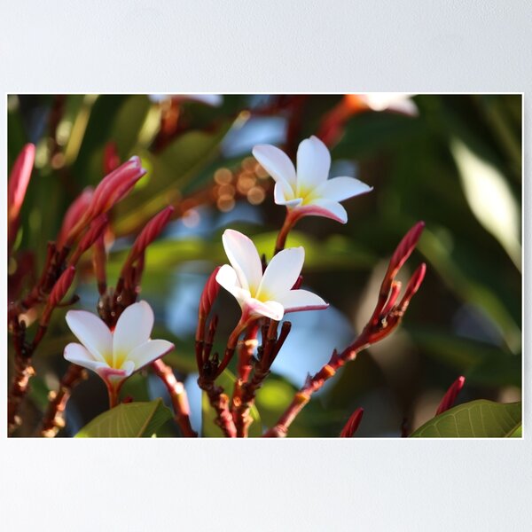 Item preview, Frangipani  designed and sold by KMORISON.