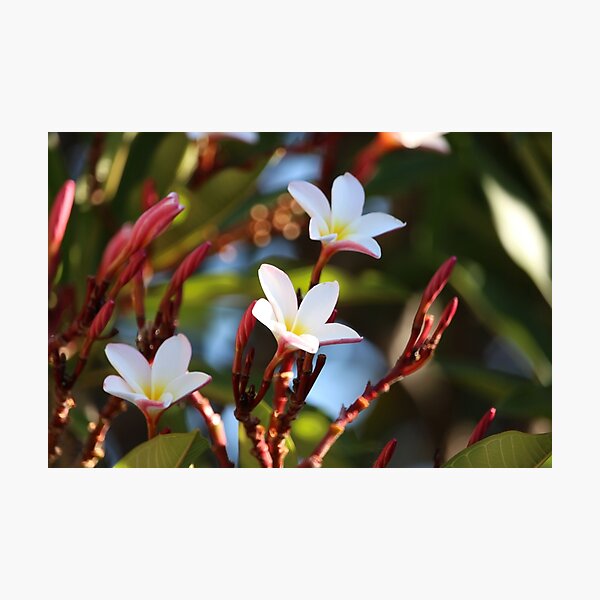 Item preview, Frangipani  designed and sold by KMORISON.