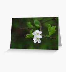 Pure As White Greeting Card