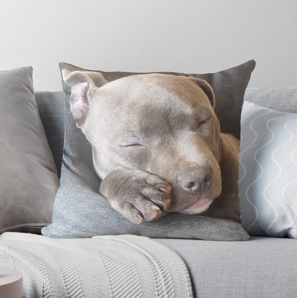 Staffy pillow store