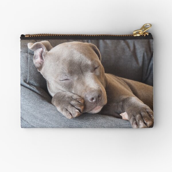Item preview, Gorgeous sleeping blue staffy puppy designed and sold by VincieDesign.
