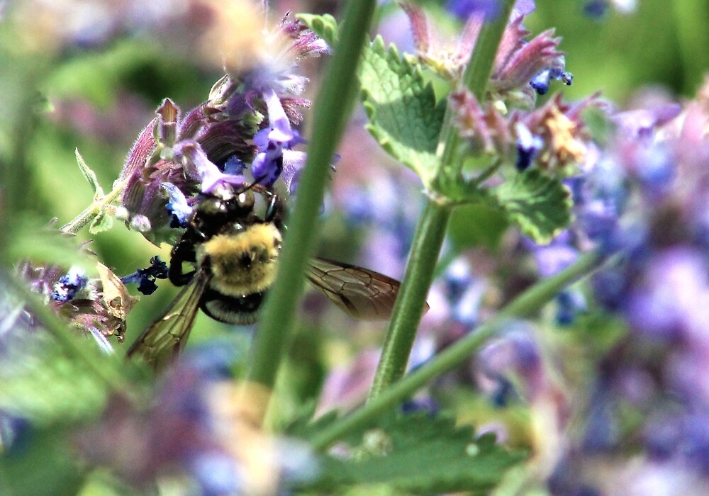 "Michigan City, IN Bumble Bee on Purple Flowers" by ACImaging Redbubble
