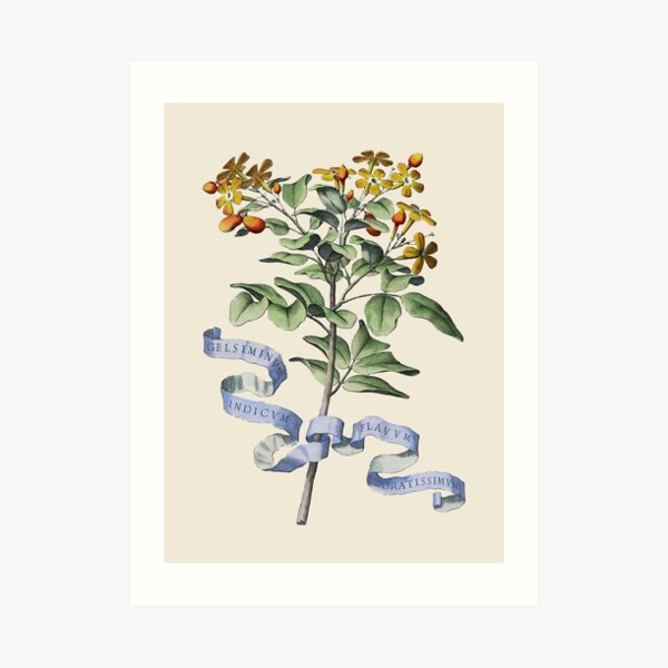 Ilustración botánica de flores antiguas Lámina artística