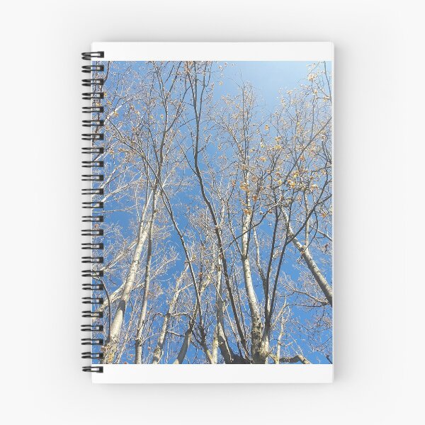 Item preview, Trees looking up to a clear blue sky designed and sold by s10-Photography.
