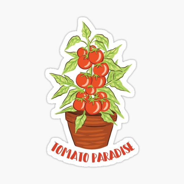 Tomato Paradise Tomato Plant Tomato Paradise Tomato Plant