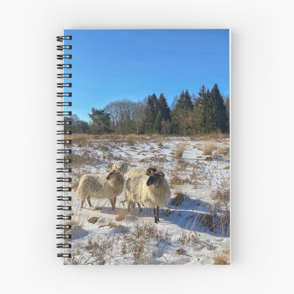 Item preview, Group of horned sheep in the snow on the heath in The Netherlands designed and sold by Photopat.