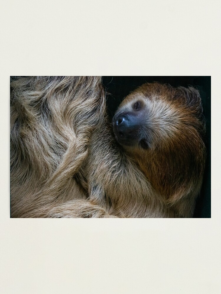The Sleepy Sloth