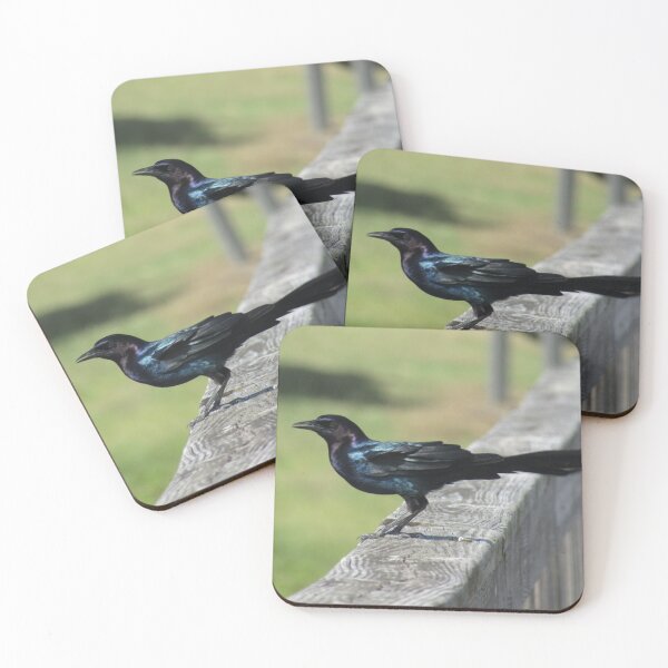 Item preview, boat-tailed grackle designed and sold by TabithaMalone.