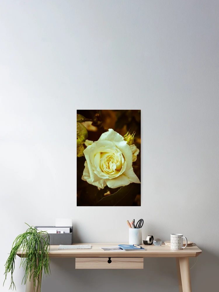 Thumbnail 2 of 3, Poster, Rose designed and sold by Stephbytes.