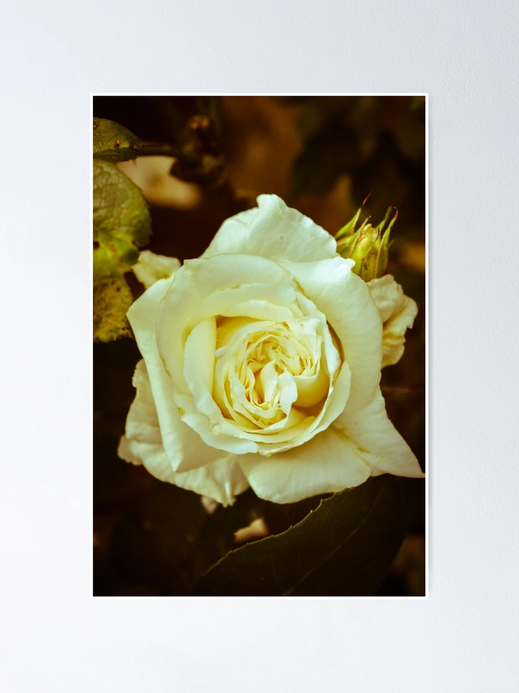 Thumbnail 1 of 3, Poster, Rose designed and sold by Stephbytes.