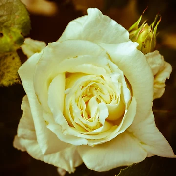 Artwork thumbnail, Rose by Stephbytes