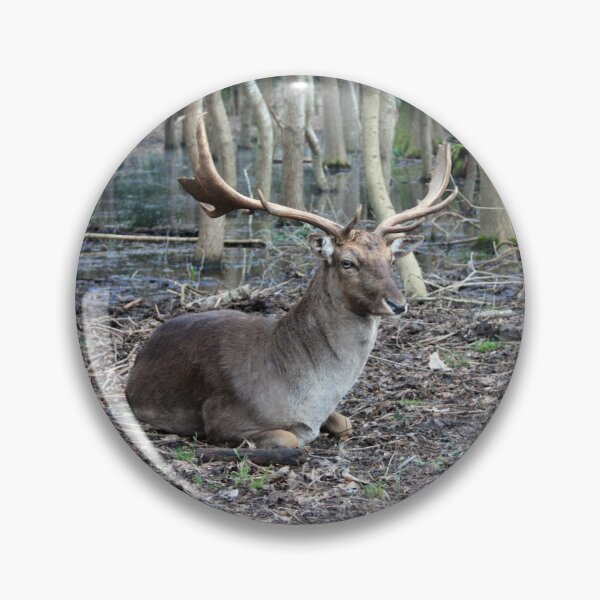 Item preview, wild brown deer with horns in the forest rests in the winter in front of a pond in tuscany designed and sold by alessiapenny.