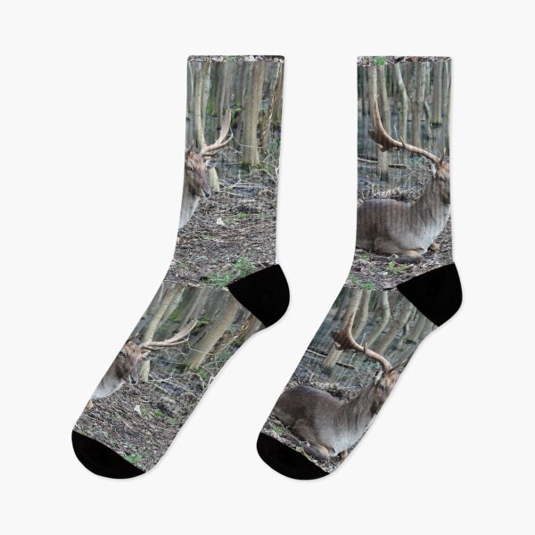 Item preview, wild brown deer with horns in the forest rests in the winter in front of a pond in tuscany designed and sold by alessiapenny.