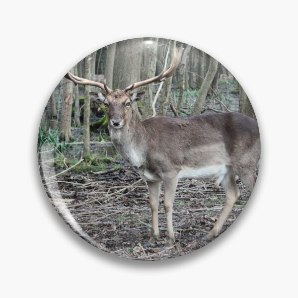 Item preview, wild brown deer with horns in the forest rests in the winter in front of a pond in tuscany designed and sold by alessiapenny.