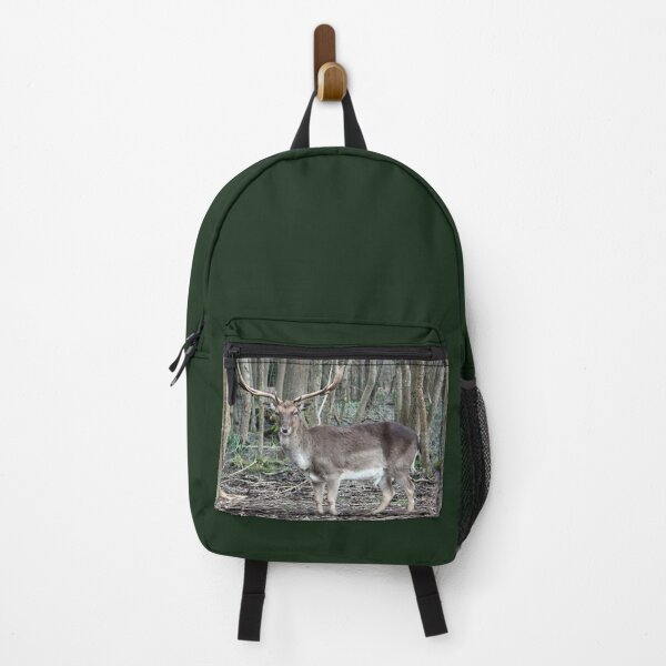 Item preview, wild brown deer with horns in the forest rests in the winter in front of a pond in tuscany designed and sold by alessiapenny.