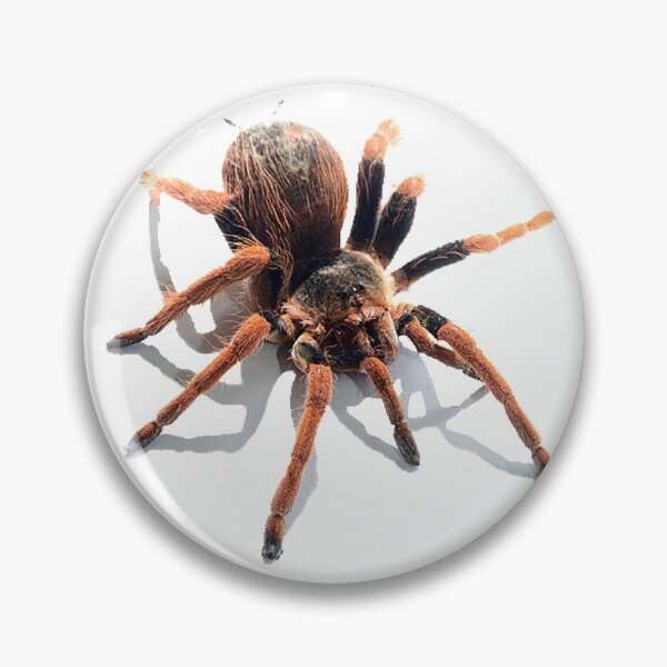 Item preview,  animal, spider, cobweb designed and sold by Viktoriia Trubiichuk.