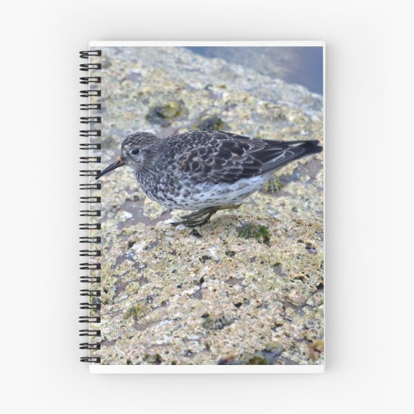 Item preview, Dunlin - Shetland Isles designed and sold by Chris Monks.