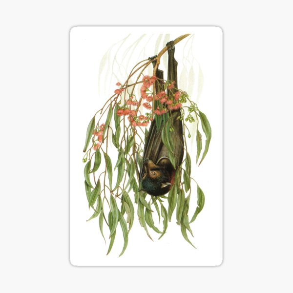 Item preview, Wald-Superstar, Schwarzer Flughund designed and sold by DrawingOnNature.