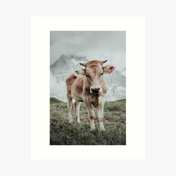 Swiss cow, mountains in background Art Print