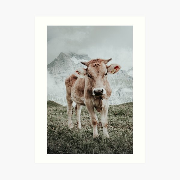 Swiss cow, mountains in background Art Print