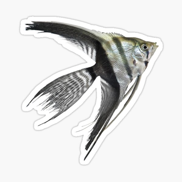 Angelfish Sticker