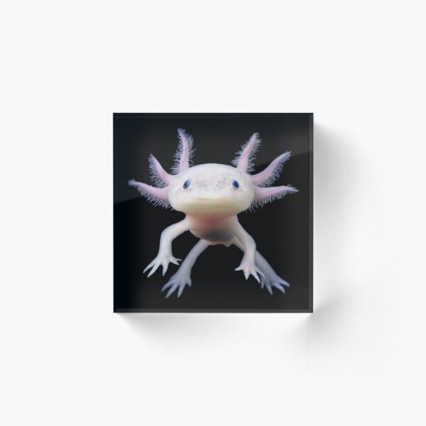 Axolotl Acrylic Block