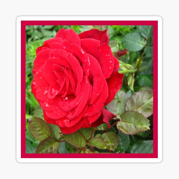 The Rose Sticker