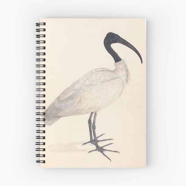 Item preview, Black-headed Ibis designed and sold by Vintage Wall Art.