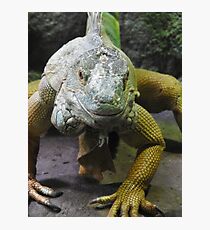 Green Iguana Photographic Print