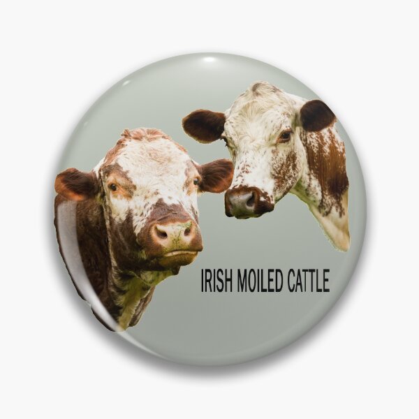 Item preview, Irish Moiled Bull and Cow Portrait with text designed and sold by Jane Stanley Photography.