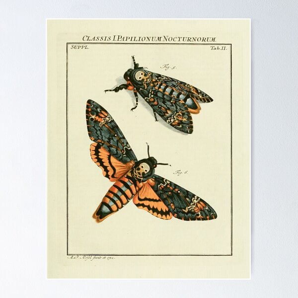 Item preview, Death's-head hawkmoth designed and sold by Vintage Wall Art.