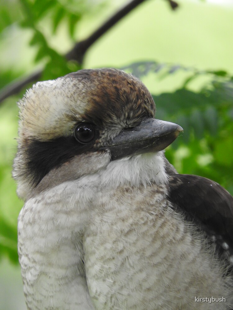 "Kookaburra" Sticker for Sale by kirstybush Redbubble