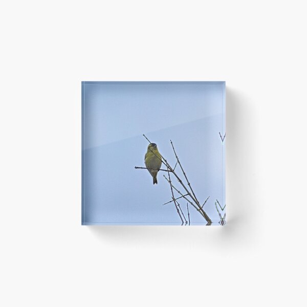 Item preview, Little Yellow Bird Tree Bare Branches designed and sold by Anna Lemos.