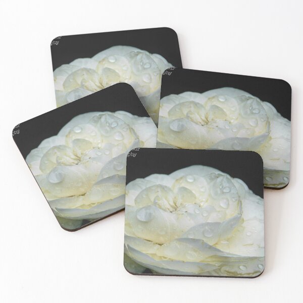 Item preview, white rose designed and sold by EmmasPhotos.