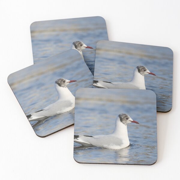 Item preview, Black headed gull - winter plumage designed and sold by GreyFeatherPhot.