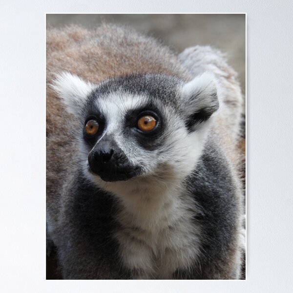 Item preview, Ring Tailed Lemur designed and sold by kirstybush.