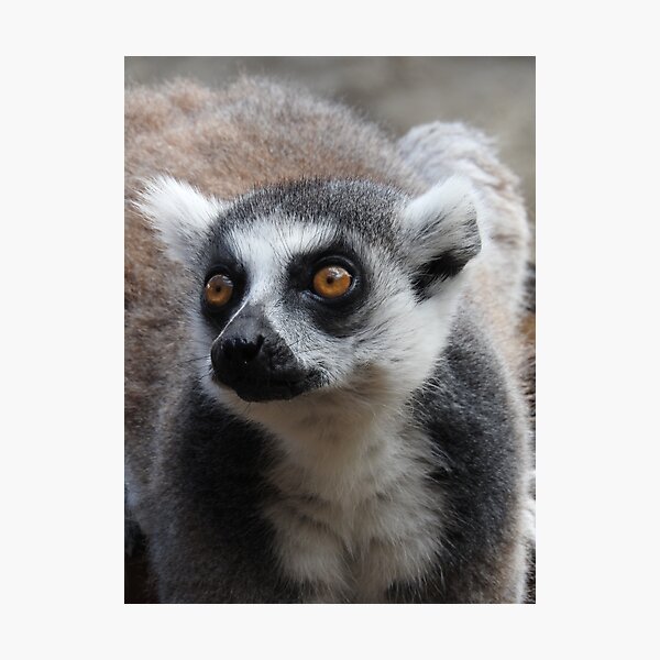 Item preview, Ring Tailed Lemur designed and sold by kirstybush.