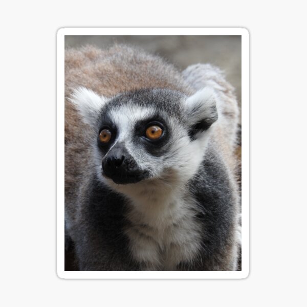 Item preview, Ring Tailed Lemur designed and sold by kirstybush.