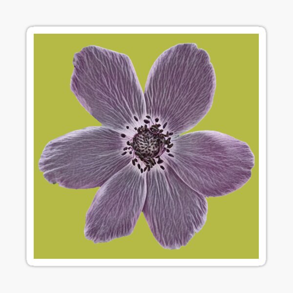 Purple anemone Sticker