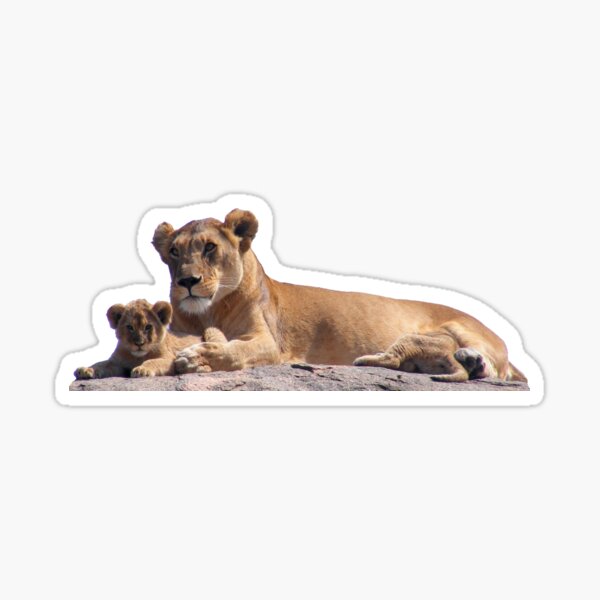 Stickers Sur Le Theme Maman Et B C3 b C3 Lion Redbubble