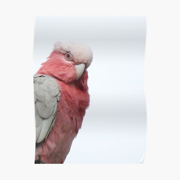Galah Poster