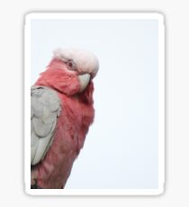 Galah Sticker