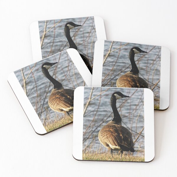 Item preview, Canadian goose at the lake! designed and sold by EmmasPhotos.