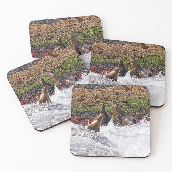 Item preview, Seals - Montague Island - Australia 7 designed and sold by StevenRalserPhoto.
