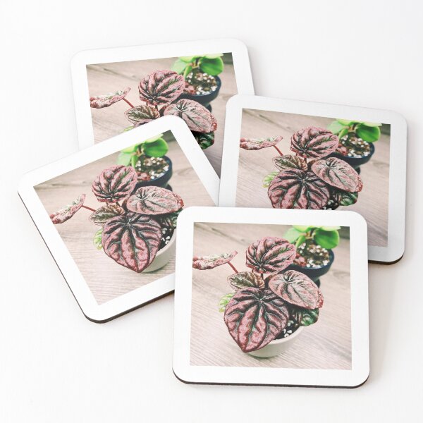Item preview, Peperomia Caperata Red and Silver designed and sold by grdnstplantmom.